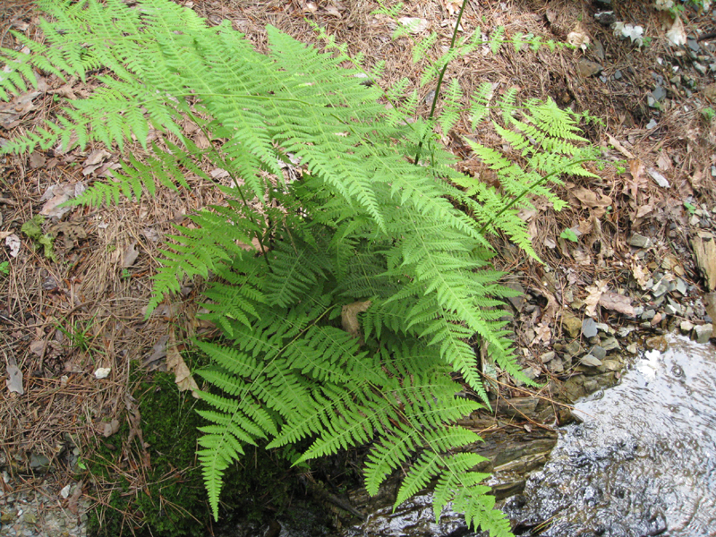 Online Plant Guide - Polystichum torresianum / Mariana Maiden Fern or